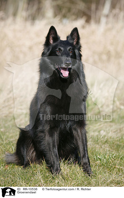 Groenendael / Groenendael / RR-10536