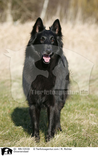 Groenendael / Groenendael / RR-10539