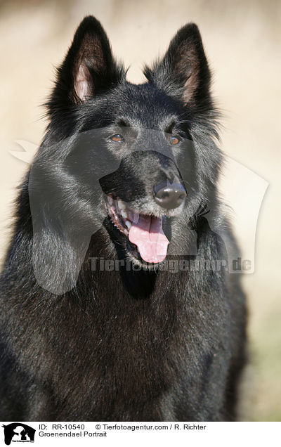 Groenendael Portrait / RR-10540