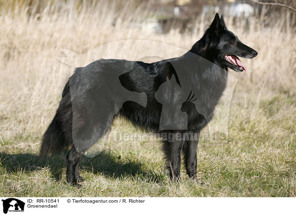 Groenendael / Groenendael / RR-10541