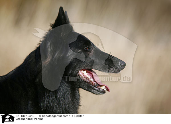 Groenendael Portrait / Groenendael Portrait / RR-10543