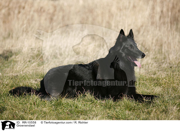 Groenendael / Groenendael / RR-10558