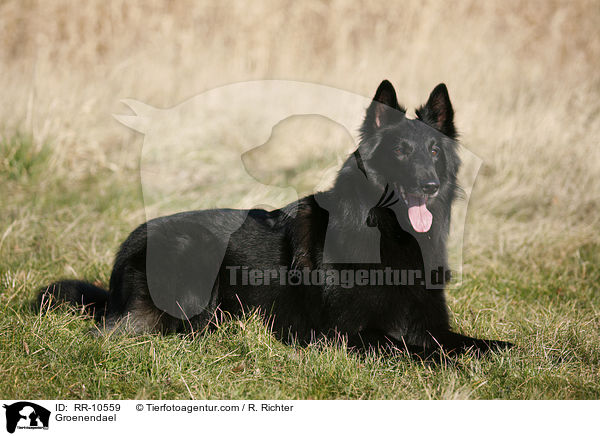 Groenendael / Groenendael / RR-10559