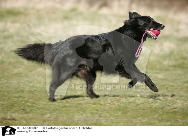 rennender Groenendael / running Groenendael / RR-10597