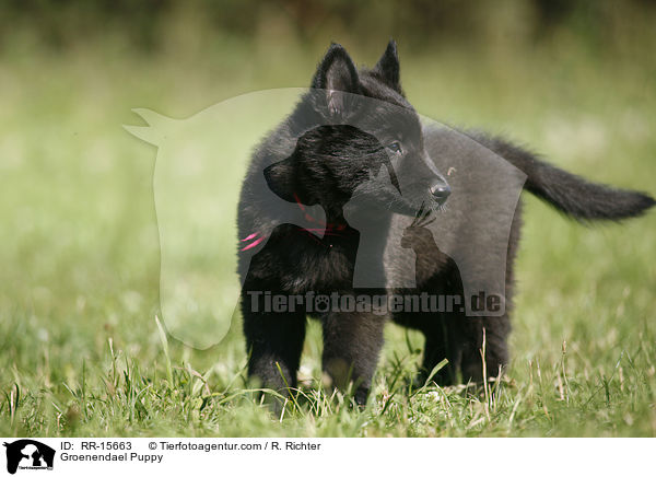 Groenendael Welpe / Groenendael Puppy / RR-15663