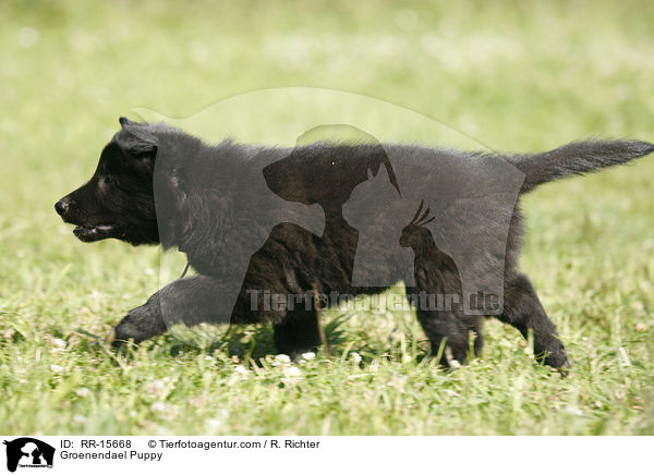 Groenendael Welpe / Groenendael Puppy / RR-15668