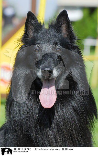 Groenendael / SST-02722
