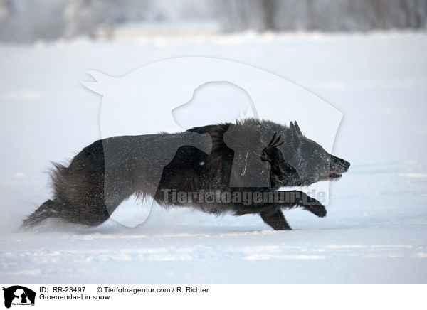 Groenendael im Schnee / Groenendael in snow / RR-23497