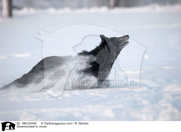 Groenendael in snow / RR-23499