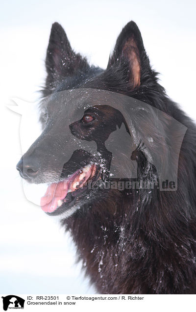 Groenendael im Schnee / Groenendael in snow / RR-23501