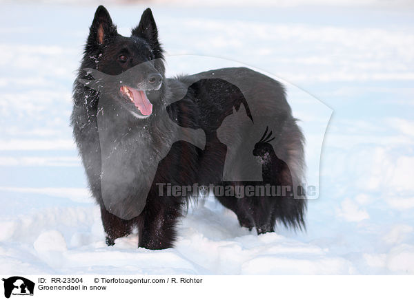 Groenendael in snow / RR-23504