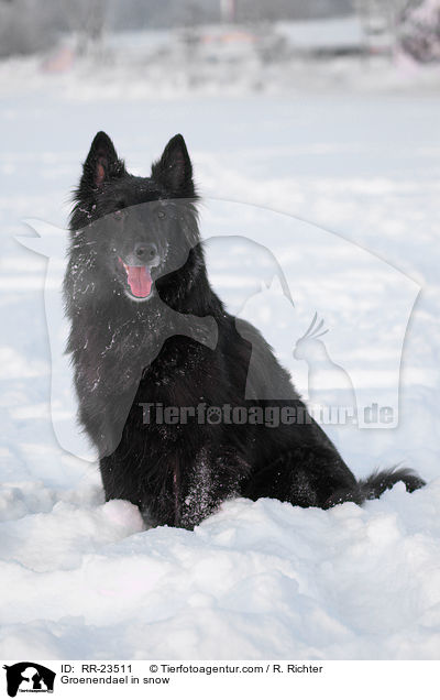 Groenendael im Schnee / Groenendael in snow / RR-23511