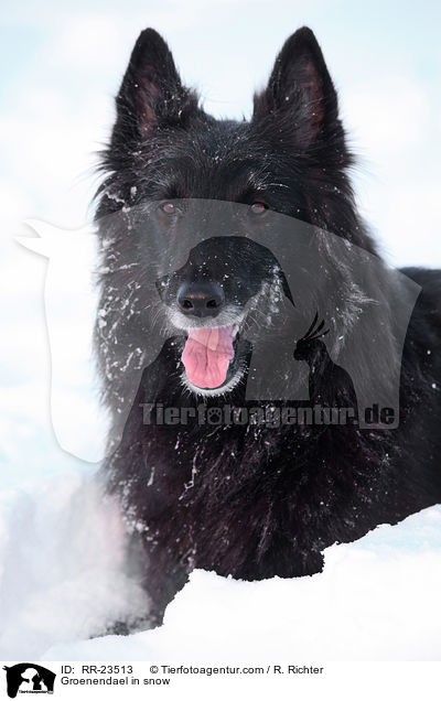 Groenendael im Schnee / Groenendael in snow / RR-23513