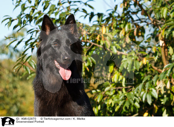 Groenendael Portrait / KMI-02870