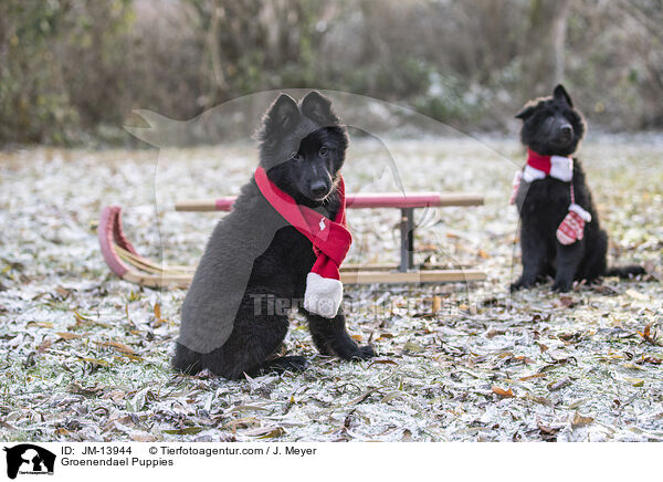 Groenendael Puppies / JM-13944