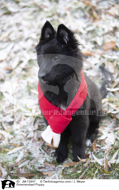 Groenendael Welpe / Groenendael Puppy / JM-13947