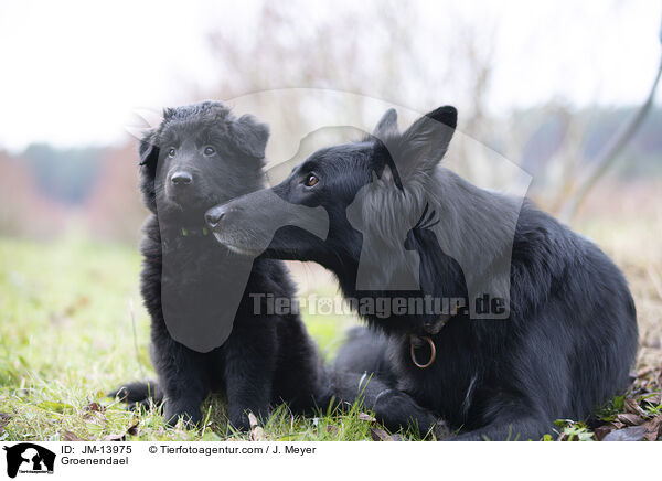 Groenendael / JM-13975
