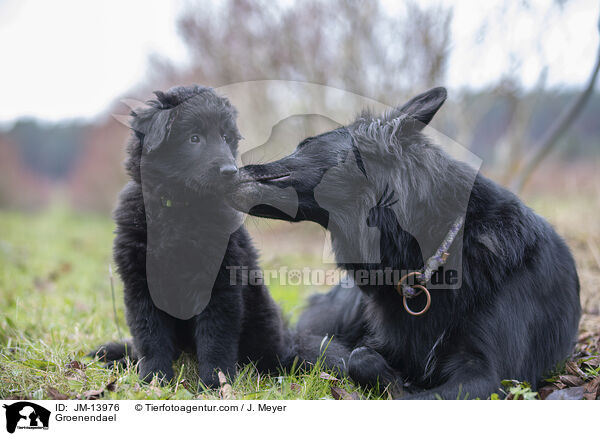 Groenendael / JM-13976