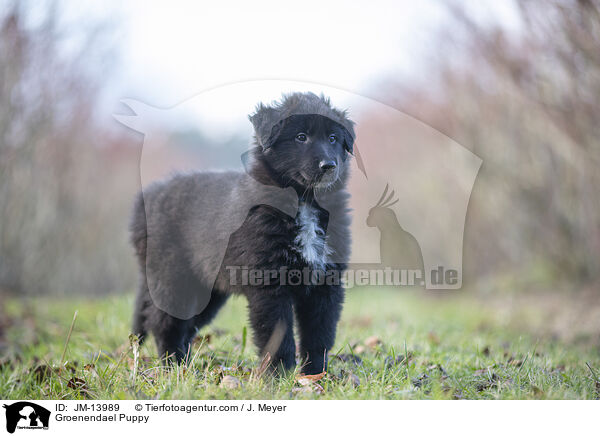 Groenendael Puppy / JM-13989