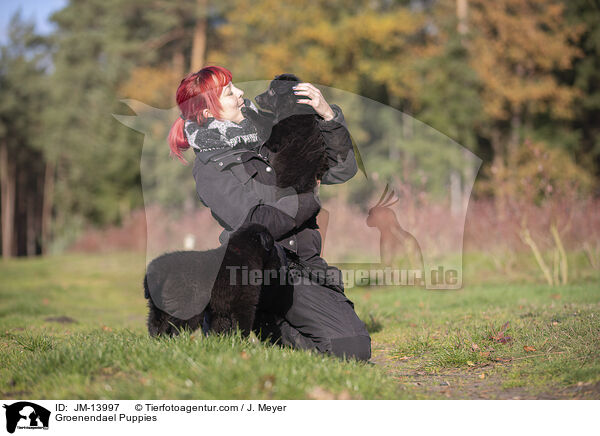 Groenendael Welpen / Groenendael Puppies / JM-13997