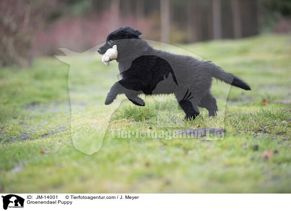 Groenendael Puppy / JM-14001