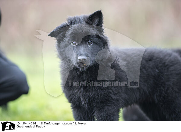 Groenendael Puppy / JM-14014