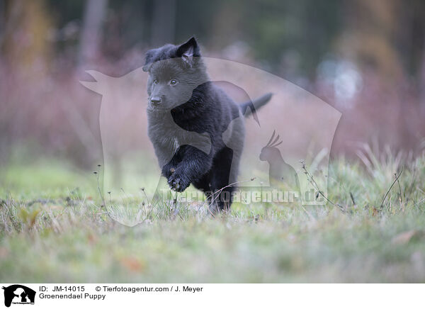 Groenendael Puppy / JM-14015