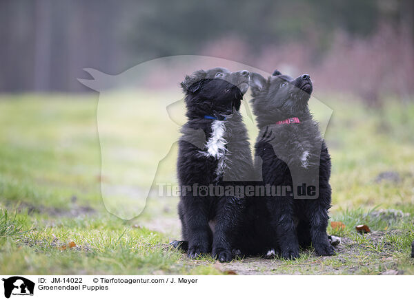 Groenendael Welpen / Groenendael Puppies / JM-14022