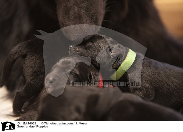 Groenendael Welpen / Groenendael Puppies / JM-14028