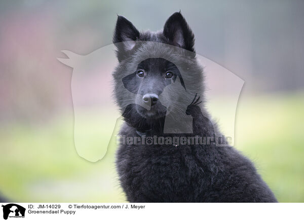 Groenendael Puppy / JM-14029