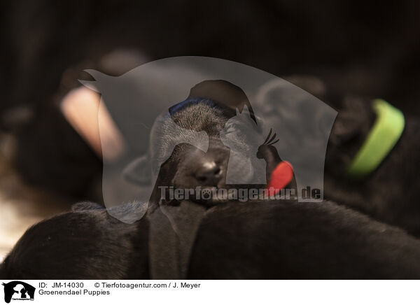 Groenendael Welpen / Groenendael Puppies / JM-14030
