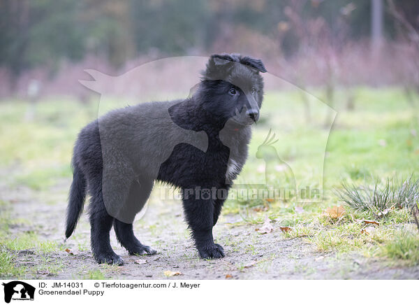 Groenendael Puppy / JM-14031