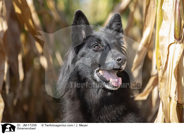 Groenendael / JM-17256