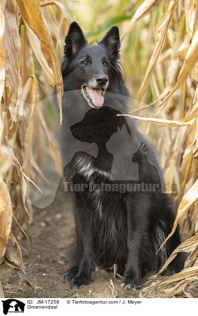 Groenendael / JM-17258