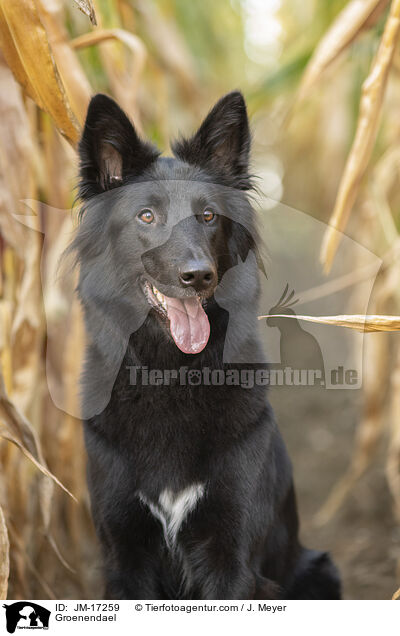 Groenendael / JM-17259