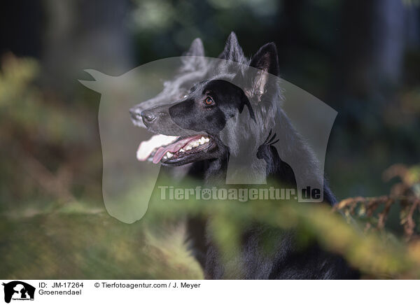 Groenendael / JM-17264