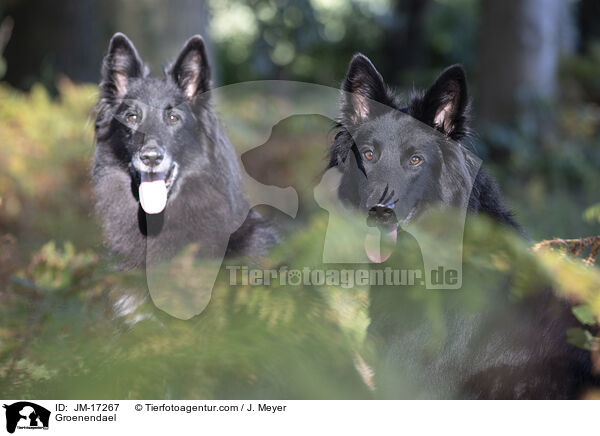 Groenendael / JM-17267