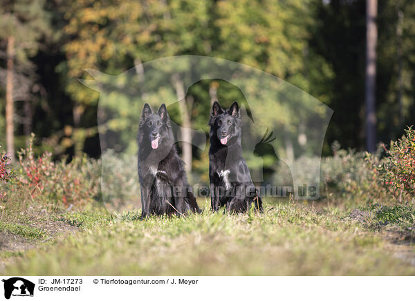 Groenendael / Groenendael / JM-17273