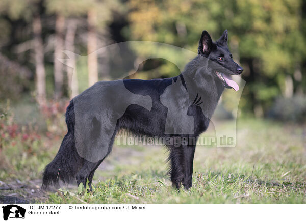 Groenendael / Groenendael / JM-17277