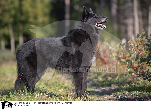 Groenendael / Groenendael / JM-17283