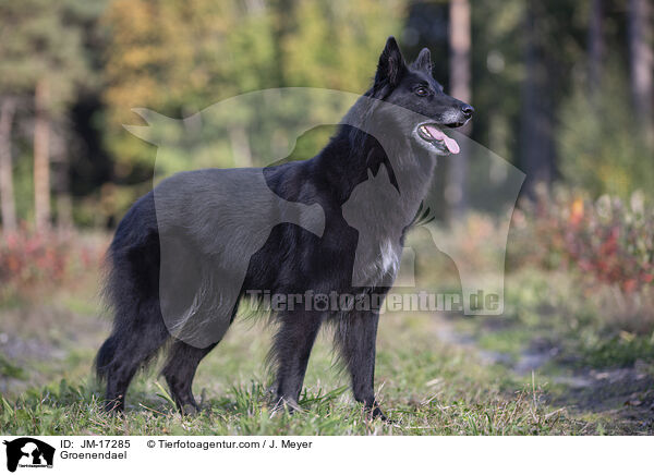 Groenendael / JM-17285