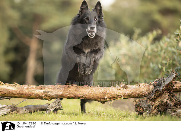 Groenendael / JM-17286