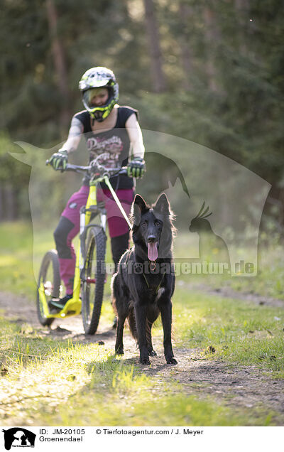 Groenendael / Groenendael / JM-20105