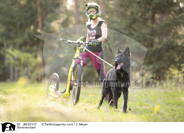 Groenendael / Groenendael / JM-20107
