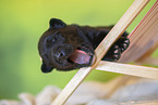 Groenendael Puppy