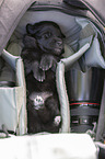 Groenendael Puppy