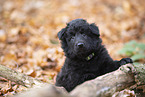 Groenendael Puppy