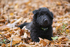 Groenendael Puppy