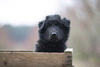 Groenendael Puppy