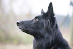 Groenendael